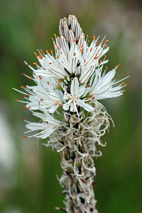 Asphodelus macrocarpus